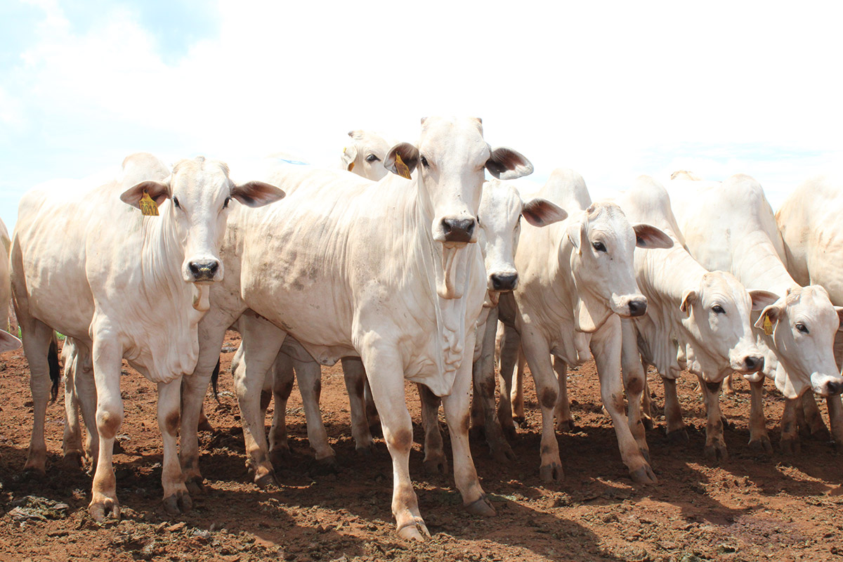 Aumento do preço da carne em Goiás e no Brasil: impactos no bolso do consumidor em 2025